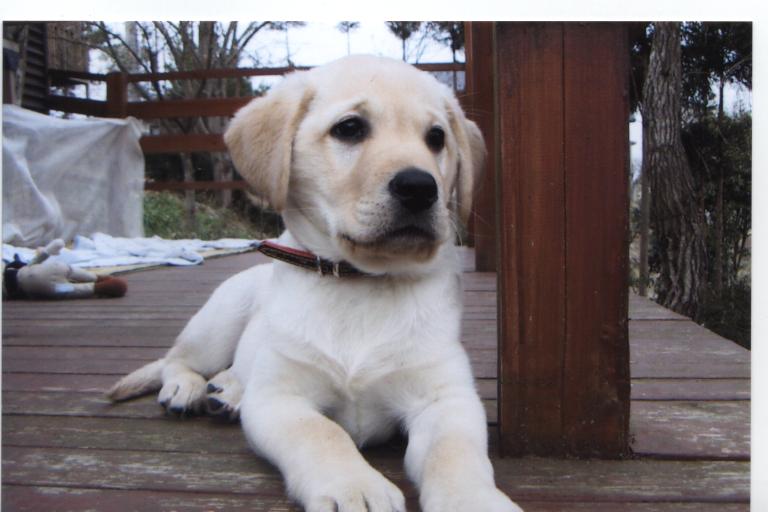 http://www.kansai-guidedog.jp/harness/item/%E7%9F%B3%E7%94%B0%E3%82%A4%E3%83%87%E3%82%A21.jpg