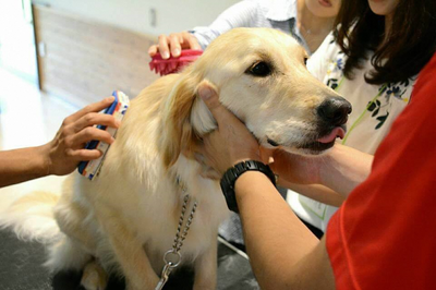 かめ婚犬ふれあい.png