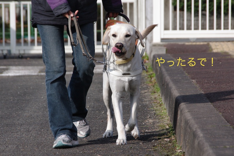 http://www.kansai-guidedog.jp/support/volunteer/blog/item/%E3%82%A4%E3%82%AE%E3%83%BC%E5%90%9B.jpg