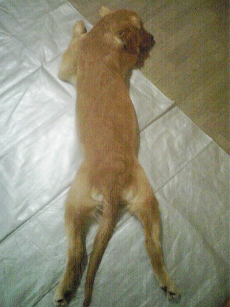 http://www.kansai-guidedog.jp/support/volunteer/blog/item/111218_1439571.jpg