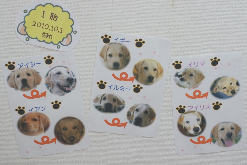 http://www.kansai-guidedog.jp/support/volunteer/blog/item/DSC05720.JPG